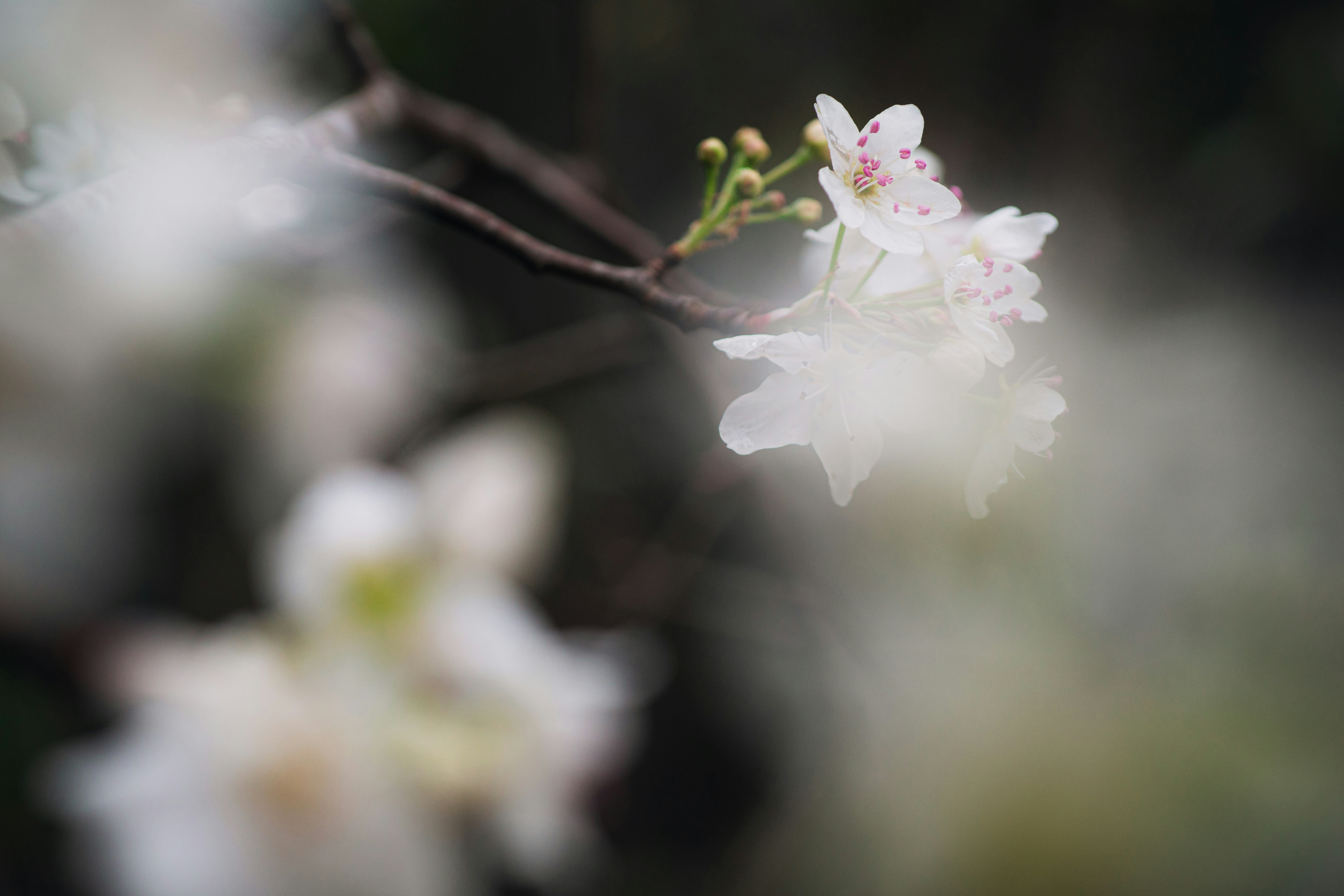 white and pink cherry blossom in close up photography